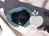 فروش ذغال کبابی انگور درجه یک در تهران در گروه خرید و فروش زغال در یکمیوه -عکس1