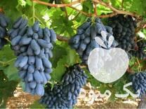 فروش انواع نهال انگور خارجی و ایرانی در درجزین در گروه خرید و فروش نهال انگور در یکمیوه -عکس1