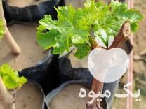 فروش نهال گلدانی انگور در کاشمر در گروه خرید و فروش نهال در یکمیوه -عکس1