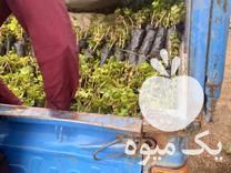 فروش انواع نهال انگور ضمانتی در گروه خرید و فروش نهال انگور در یکمیوه -عکس1