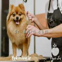 کلینیک دامپزشکی سعادت آباد در تهران در گروه مشاوره دام و طیور در یکمیوه