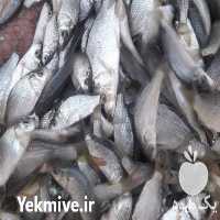 فروش بچه ماهی گرمابی کپور آمور فیتوفاگ بیگهد و سردابی قزل آلا در فسا در گروه خرید و فروش بچه ماهی در یکمیوه