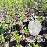 قیمت خرید انواع نهال سیاه ریشه در ساری در گروه خرید و فروش نهال در یکمیوه
