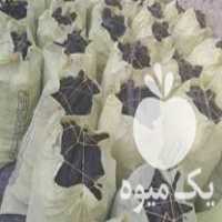 قیمت خرید زغال کبابی در گروه خرید و فروش زغال در یکمیوه