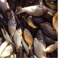 فروش عمده ماهی کپور آمور در گروه خرید و فروش انواع ماهی در یکمیوه