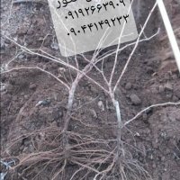 نهـالستان انگور ڤهرمانی در هرمزگان در گروه خرید و فروش نهال انگور در یکمیوه