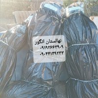 نهالستان انگور قهرمانی در گروه خرید و فروش نهال اصلاح شده در یکمیوه