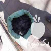 فروش ذغال کبابی انگور درجه یک در تهران در گروه خرید و فروش زغال در یکمیوه