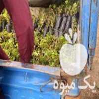 فروش انواع نهال انگور ضمانتی در گروه خرید و فروش نهال انگور در یکمیوه