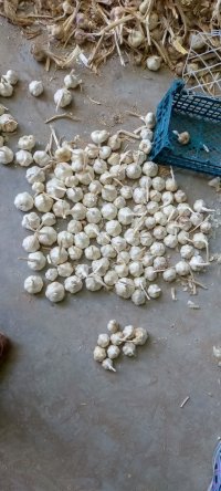 خرید سیر صادراتی در گروه خرید و فروش سیر در یکمیوه