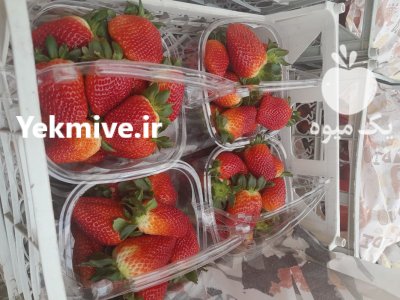 فروش توت فرنگی در گروه خرید و فروش توت فرنگی در یکمیوه -عکس1