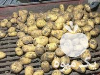 قیمت خرید سیب زمینی خوراکی و بذری در گروه خرید و فروش سیب زمینی در یکمیوه -عکس1
