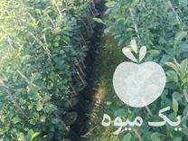 فروش نهال نارنج آماده پیوند در گروه خرید و فروش نهال نارنج در یکمیوه -عکس1