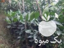 فروش نهال تامسون ملو نارنج در گتاب در گروه خرید و فروش نهال در یکمیوه -عکس1