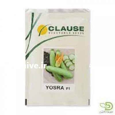 بذر کدو یسری در رودبار در گروه خرید و فروش بذر کدو در یکمیوه -عکس1