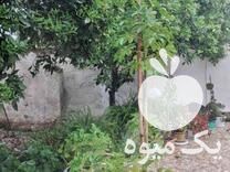 قیمت خرید گل شفلر گلدان بزرگ در گتاب در گروه خرید و فروش گیاهان زینتی در یکمیوه -عکس1