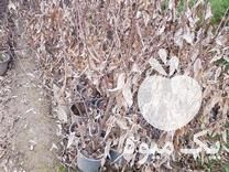 قیمت خرید گل یخ خرزهره انواع کاج و سرو در گروه خرید و فروش گیاهان زینتی در یکمیوه -عکس1