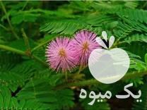 فروش بذر انواع گل های اپارتمانی در گروه خرید و فروش گیاهان زینتی در یکمیوه -عکس1