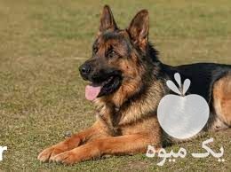 فروش سگ ژرمن اصیل در گروه سگ و گربه در یکمیوه -عکس1