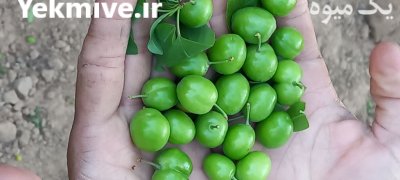 گوجه سبز در بردسکن در گروه خرید و فروش آلو در یکمیوه -عکس1