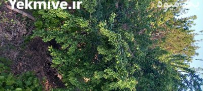 گوجه سبز در بردسکن در گروه خرید و فروش آلو در یکمیوه -عکس2