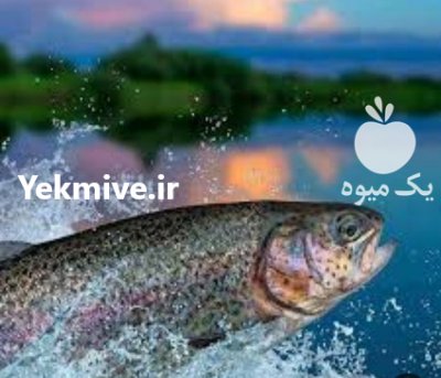 فروش ماهی قزل الا در تهران در گروه خرید و فروش ماهی قزل آلا در یکمیوه -عکس1