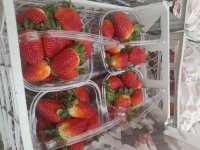 فروش توت فرنگی در گروه خرید و فروش توت فرنگی در یکمیوه