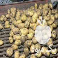 قیمت خرید سیب زمینی خوراکی و بذری در گروه خرید و فروش سیب زمینی در یکمیوه