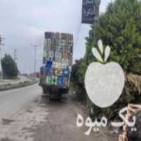 فروش کارتن هندوانه سیب‌زمینی پیاز در گروه خرید و فروش انواع بسته بندی کاغذی در یکمیوه