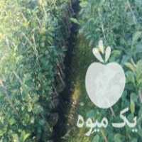 فروش نهال نارنج آماده پیوند در گروه خرید و فروش نهال نارنج در یکمیوه