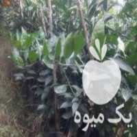 فروش نهال تامسون ملو نارنج در گتاب در گروه خرید و فروش نهال در یکمیوه