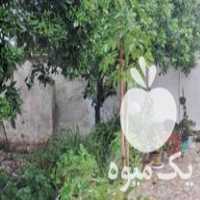 قیمت خرید گل شفلر گلدان بزرگ در گتاب در گروه خرید و فروش گیاهان زینتی در یکمیوه