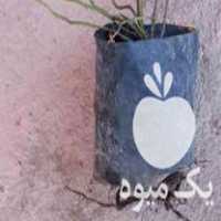 قیمت خرید گل محمدی بدون خار و پرگل در گروه خرید و فروش گیاهان زینتی در یکمیوه