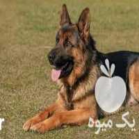 فروش سگ ژرمن اصیل در گروه سگ و گربه در یکمیوه