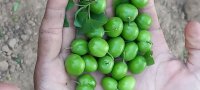 گوجه سبز در بردسکن در گروه خرید و فروش آلو در یکمیوه