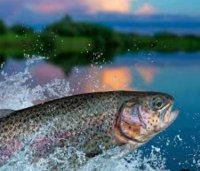 فروش ماهی قزل الا در تهران در گروه خرید و فروش ماهی قزل آلا در یکمیوه