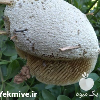 خرید و عسل وحشی شوشتر در خوزستان در گروه عسل شیره و فرآورده ی مربا در یکمیوه -عکس1