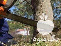 قیمت خرید هرس‌ و چوب‌بری درختان در گروه خرید و فروش انواع چوب در یکمیوه -عکس1