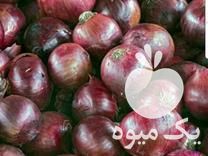 قیمت خرید بذر پیاز قرمز تبریز در آذربایجان شرقی در گروه خرید و فروش بذر پیاز در یکمیوه -عکس1