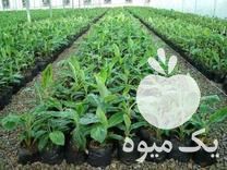 فروش درخت گل نهال زینتی آپارتمانی درختچه موز در گروه خرید و فروش نهال در یکمیوه -عکس1