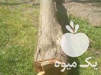 قیمت خرید چوب خشک در سرو در گروه خرید و فروش چوب خشک در یکمیوه -عکس1