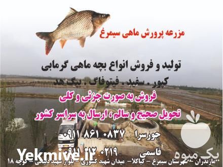 قیمت خرید بچه ماهی گرمابی کپور در گروه خرید و فروش بچه ماهی در یکمیوه -عکس1