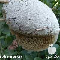 خرید و عسل وحشی شوشتر در خوزستان در گروه عسل شیره و فرآورده ی مربا در یکمیوه