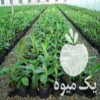 فروش درخت گل نهال زینتی آپارتمانی درختچه موز در گروه خرید و فروش نهال در یکمیوه