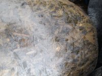 خرید و فروش علوفه ذرت و ترتیکاله در گروه خوراک دام و طیور در یکمیوه