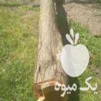 قیمت خرید چوب خشک در سرو در گروه خرید و فروش چوب خشک در یکمیوه