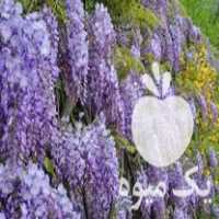 قیمت خرید گل پیچ گیلیسین گل خوشه انگوری در ساری در گروه خرید و فروش نهال مرکبات در یکمیوه