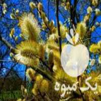 قیمت خرید نهال بید مشک در گروه خرید و فروش نهال مرکبات در یکمیوه