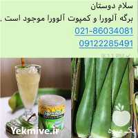 خرید و فروش آلوئه ورا و برگ آلوورا در گروه خرید و فروش گیاهان دارویی در یکمیوه