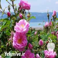 تهیه انواع نهال گل محمدی و خرید محصول گل محمدی در گروه خرید و فروش نهال گل محمدی در یکمیوه